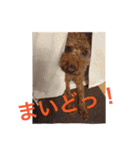 ビーグル犬とトイプードルの癒しスタンプ（個別スタンプ：35）