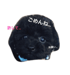ビーグル犬とトイプードルの癒しスタンプ（個別スタンプ：37）