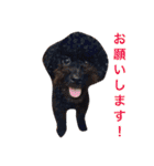 ビーグル犬とトイプードルの癒しスタンプ（個別スタンプ：39）