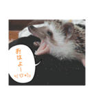 hari roco.（個別スタンプ：1）