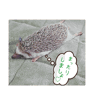 hari roco.（個別スタンプ：2）