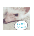 hari roco.（個別スタンプ：3）