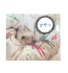 hari roco.（個別スタンプ：4）