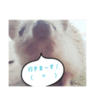 hari roco.（個別スタンプ：12）