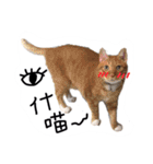Tammy's cat house（個別スタンプ：1）
