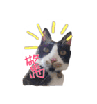 Tammy's cat house（個別スタンプ：2）