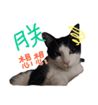 Tammy's cat house（個別スタンプ：3）