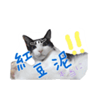Tammy's cat house（個別スタンプ：6）