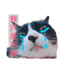 Tammy's cat house（個別スタンプ：7）