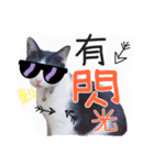 Tammy's cat house（個別スタンプ：10）