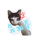 Tammy's cat house（個別スタンプ：11）