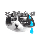 Tammy's cat house（個別スタンプ：12）
