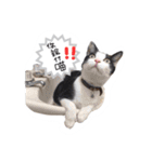 Tammy's cat house（個別スタンプ：14）
