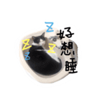 Tammy's cat house（個別スタンプ：16）