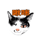 Tammy's cat house（個別スタンプ：22）