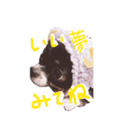 ネムチワワ（個別スタンプ：8）