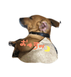 モモと愉快な仲間たち 2（個別スタンプ：3）