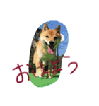 柴犬コロ日記（個別スタンプ：1）