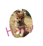 柴犬コロ日記（個別スタンプ：2）