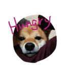 柴犬コロ日記（個別スタンプ：3）