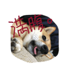 柴犬コロ日記（個別スタンプ：4）