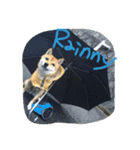 柴犬コロ日記（個別スタンプ：5）