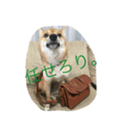 柴犬コロ日記（個別スタンプ：6）