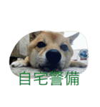 柴犬コロ日記（個別スタンプ：7）