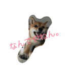 柴犬コロ日記（個別スタンプ：8）