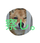 柴犬コロ日記（個別スタンプ：11）