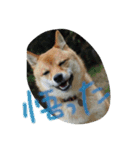 柴犬コロ日記（個別スタンプ：12）