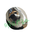 柴犬コロ日記（個別スタンプ：13）