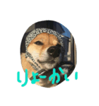 柴犬コロ日記（個別スタンプ：14）