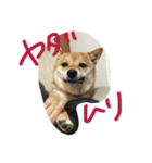 柴犬コロ日記（個別スタンプ：15）