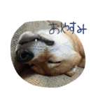 柴犬コロ日記（個別スタンプ：16）