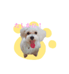 Dog,Rabbit and bird（個別スタンプ：1）