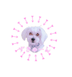 Dog,Rabbit and bird（個別スタンプ：3）