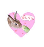 Dog,Rabbit and bird（個別スタンプ：4）