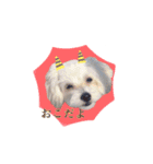 Dog,Rabbit and bird（個別スタンプ：5）