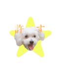 Dog,Rabbit and bird（個別スタンプ：7）