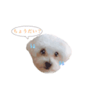 Dog,Rabbit and bird（個別スタンプ：8）