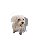 Dog,Rabbit and bird（個別スタンプ：9）