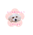 Dog,Rabbit and bird（個別スタンプ：11）