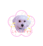 Dog,Rabbit and bird（個別スタンプ：12）