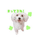 Dog,Rabbit and bird（個別スタンプ：13）