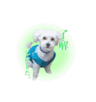 Dog,Rabbit and bird（個別スタンプ：14）