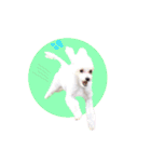 Dog,Rabbit and bird（個別スタンプ：15）