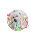 Dog,Rabbit and bird（個別スタンプ：17）