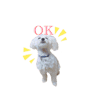 Dog,Rabbit and bird（個別スタンプ：19）