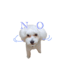 Dog,Rabbit and bird（個別スタンプ：20）